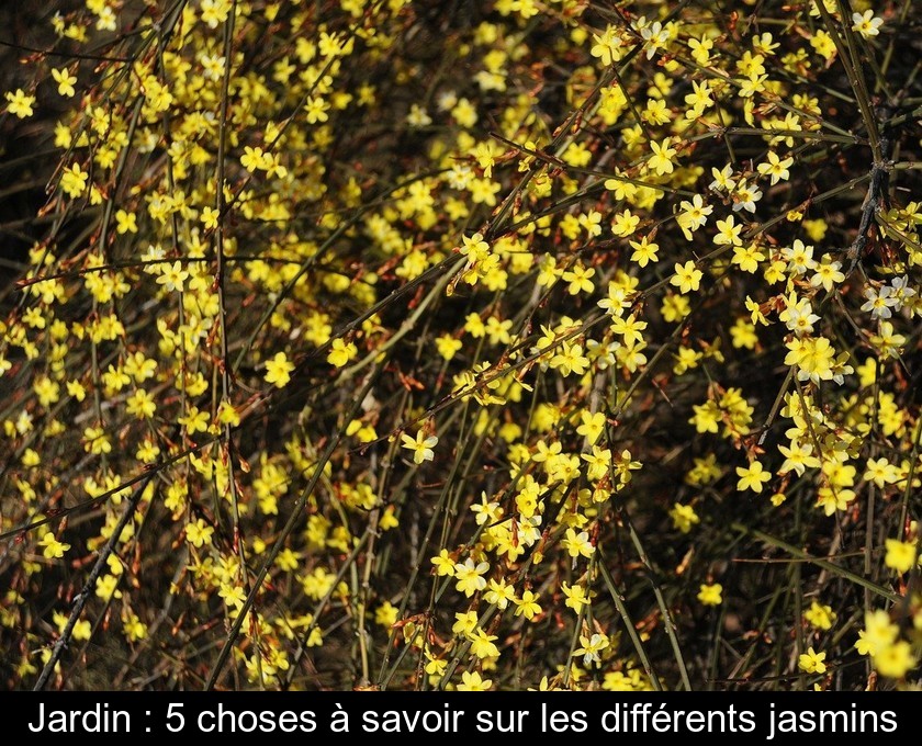 Jardin : 5 choses à savoir sur les différents jasmins Jardin : 5 choses à savoir sur les différents jasmins