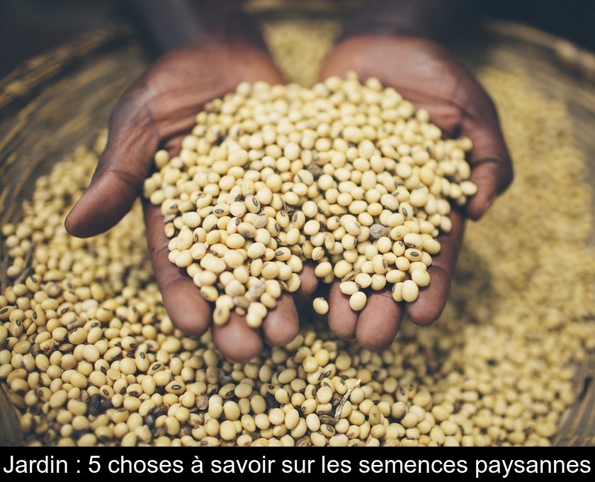 Jardin : 5 choses à savoir sur les semences paysannes Jardin : 5 choses à savoir sur les semences paysannes