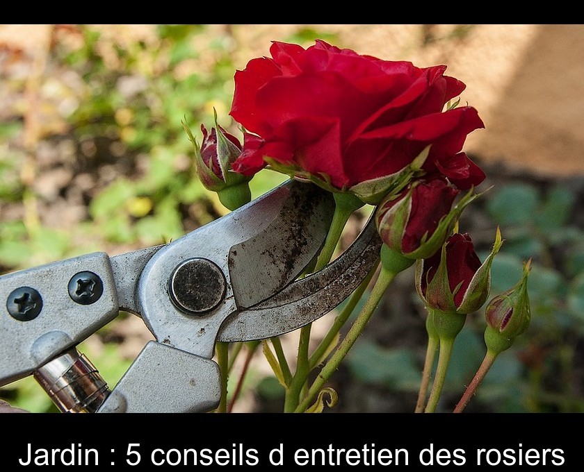 Jardin : 5 conseils d'entretien des rosiers Jardin : 5 conseils d'entretien des rosiers