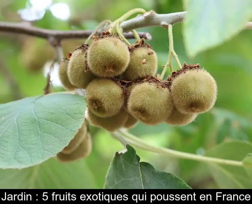 Jardin : 5 fruits exotiques qui poussent en France