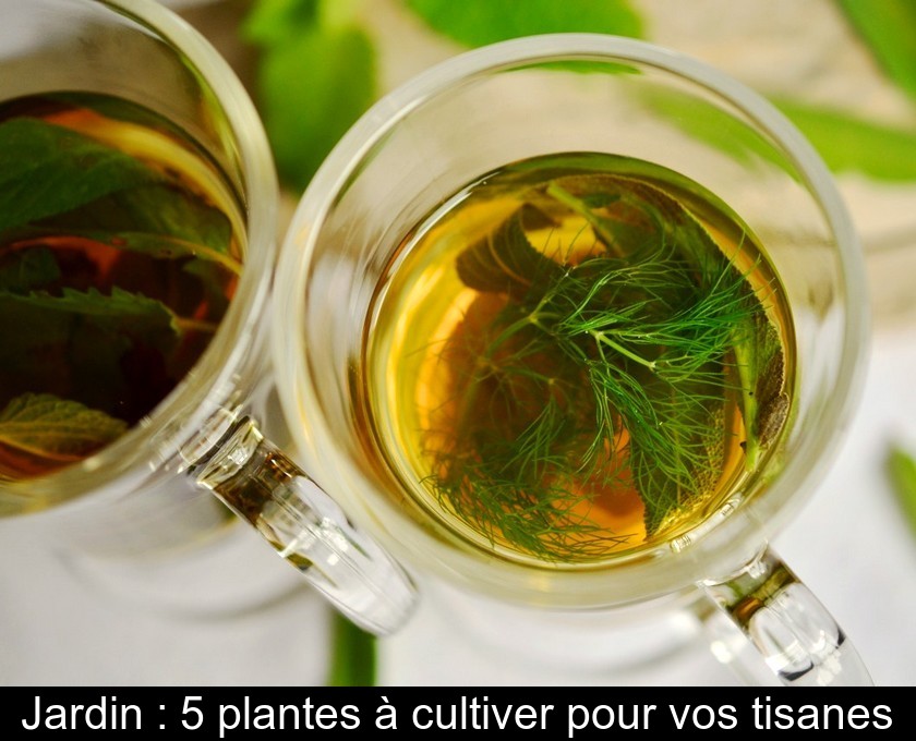 Jardin : 5 plantes à cultiver pour vos tisanes Jardin : 5 plantes à cultiver pour vos tisanes
