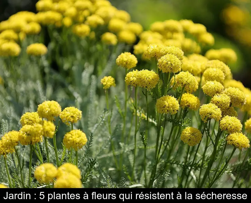 Jardin : 5 plantes à fleurs qui résistent à la sécheresse