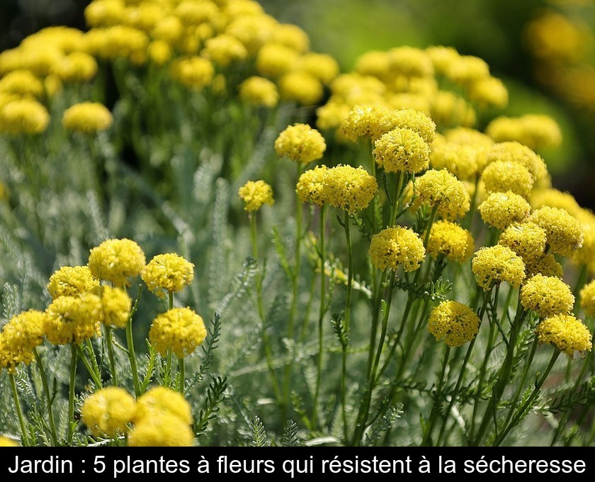 Jardin : 5 plantes à fleurs qui résistent à la sécheresse Jardin : 5 plantes à fleurs qui résistent à la sécheresse