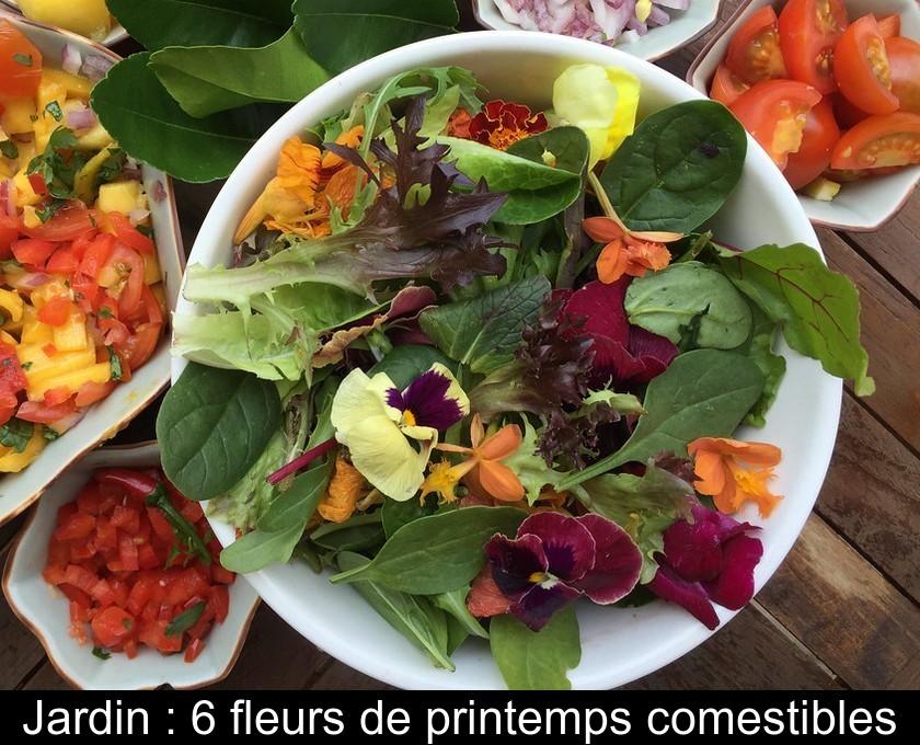Jardin : 6 fleurs de printemps comestibles Jardin : 6 fleurs de printemps comestibles