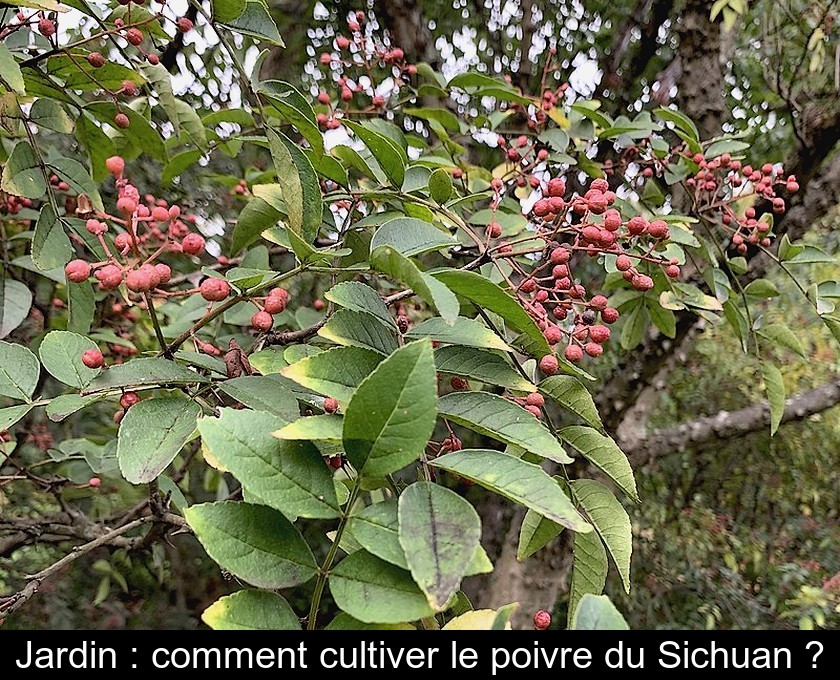 Jardin : comment cultiver le poivre du Sichuan ?