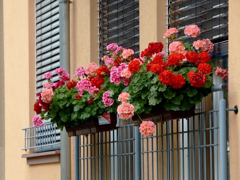 Jardin : comment faire une bouture de géranium ? Jardin : comment faire une bouture de géranium ?