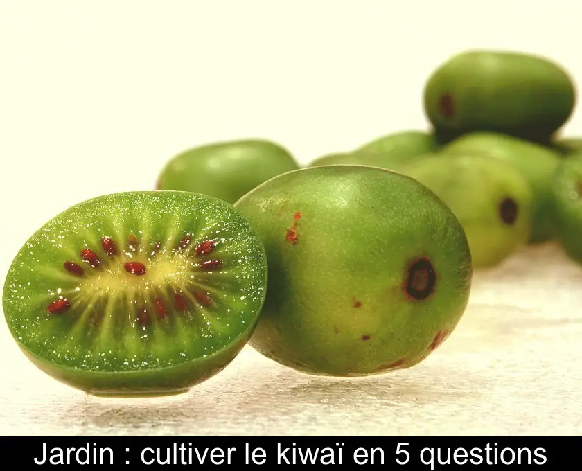 Jardin : cultiver le kiwaï en 5 questions