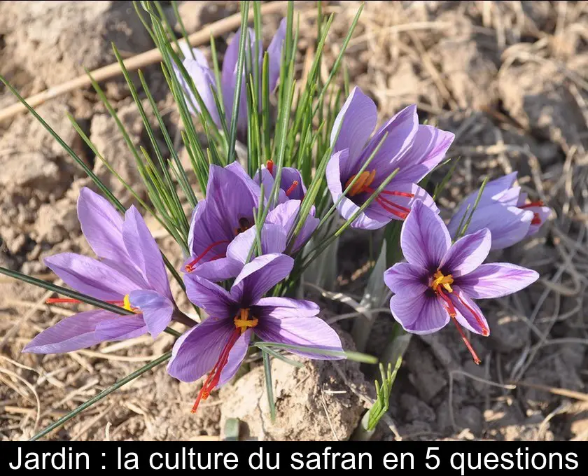 Jardin : la culture du safran en 5 questions