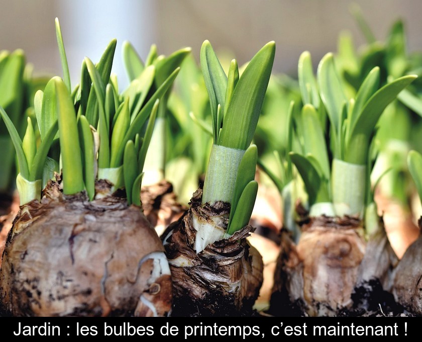 Jardin : les bulbes de printemps, c'est maintenant !