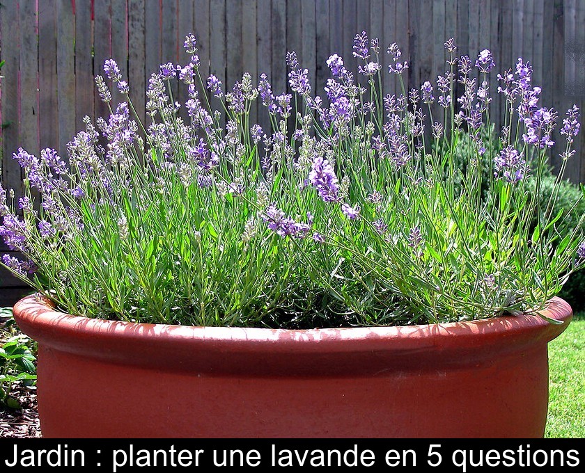 Jardin : planter une lavande en 5 questions Jardin : planter une lavande en 5 questions