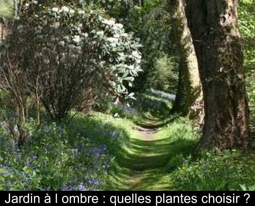 Jardin à l'ombre : quelles plantes choisir ?