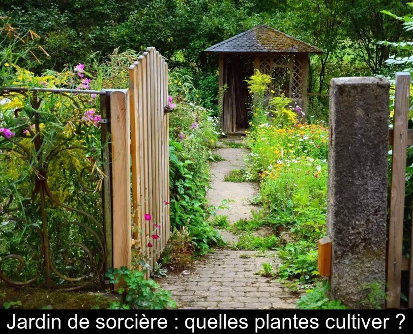 Jardin de sorcière : quelles plantes cultiver ?