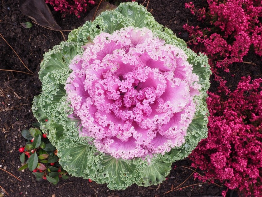 Jardin en hiver : 5 astuces pour mettre de la couleur Jardin en hiver : 5 astuces pour mettre de la couleur