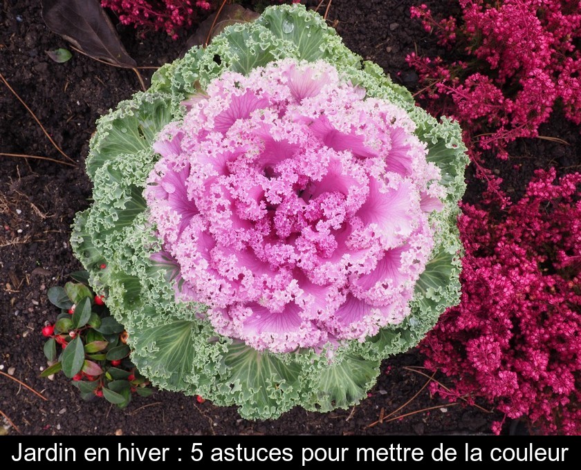 Jardin en hiver : 5 astuces pour mettre de la couleur