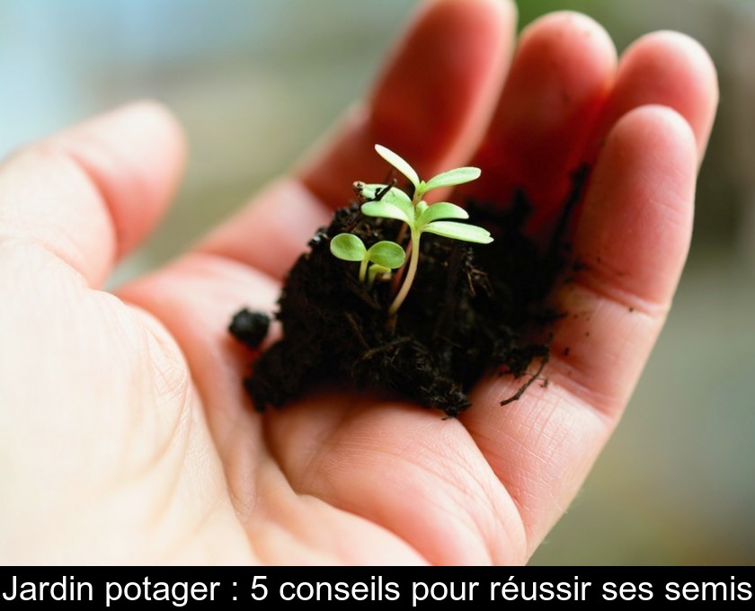 Jardin potager : 5 conseils pour réussir ses semis