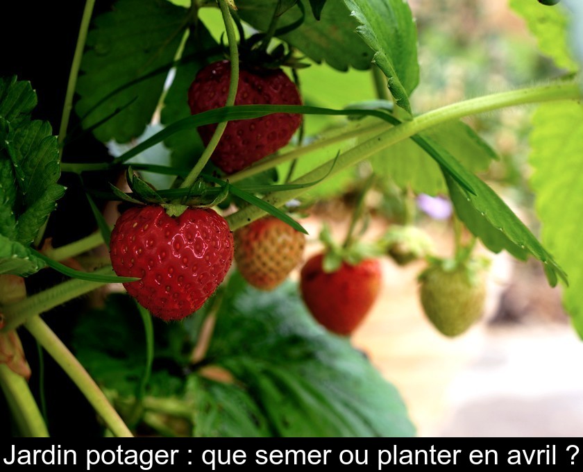 Jardin potager : que semer ou planter en avril ? Jardin potager : que semer ou planter en avril ?