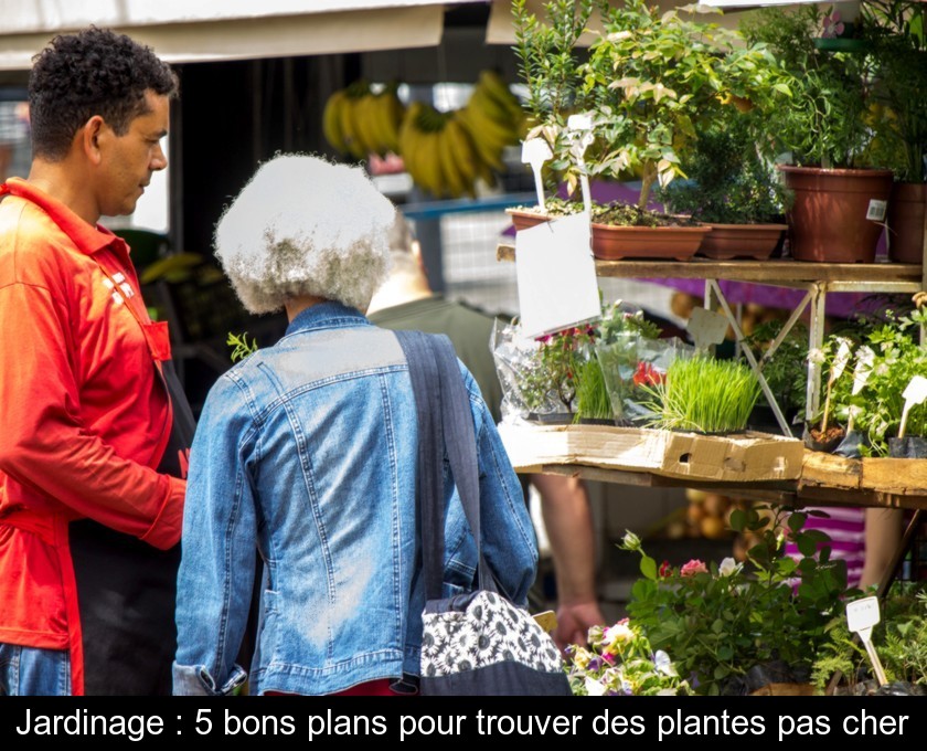 Jardinage : 5 bons plans pour trouver des plantes pas cher
