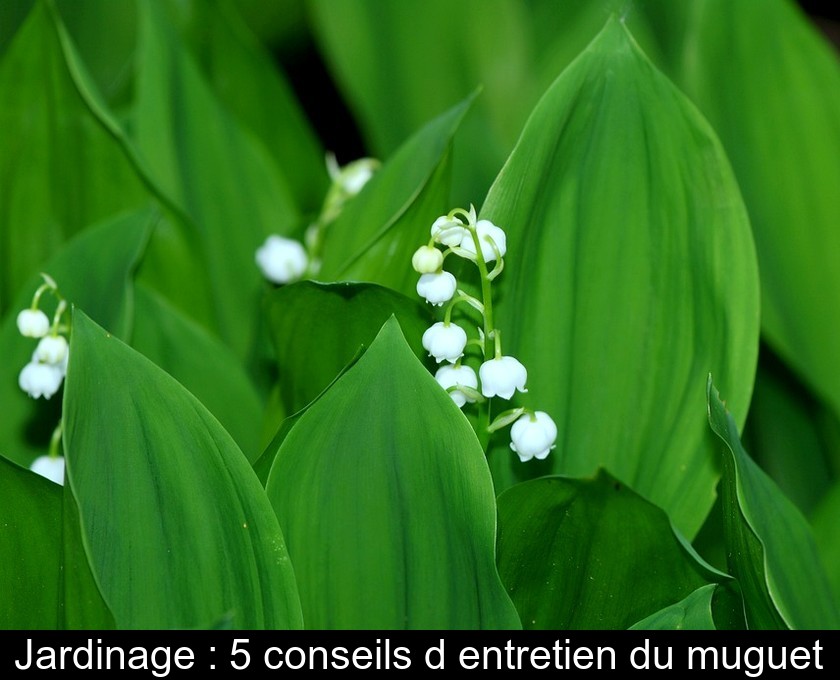 Jardinage : 5 conseils d'entretien du muguet Jardinage : 5 conseils d'entretien du muguet