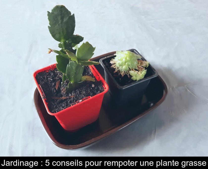 Jardinage : 5 conseils pour rempoter une plante grasse