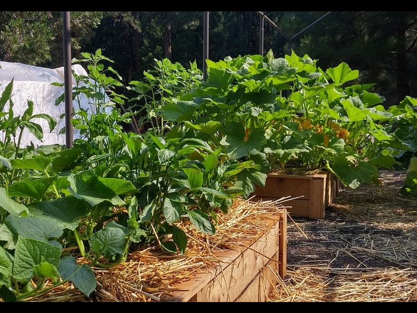 Jardinage : 5 erreurs de débutant au potager Jardinage : 5 erreurs de débutant au potager
