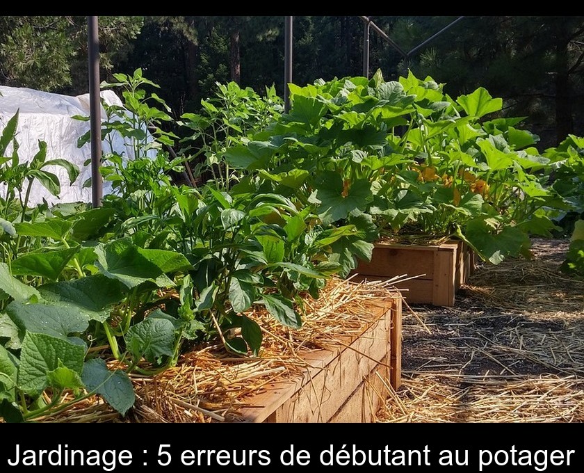 Jardinage : 5 erreurs de débutant au potager Jardinage : 5 erreurs de débutant au potager