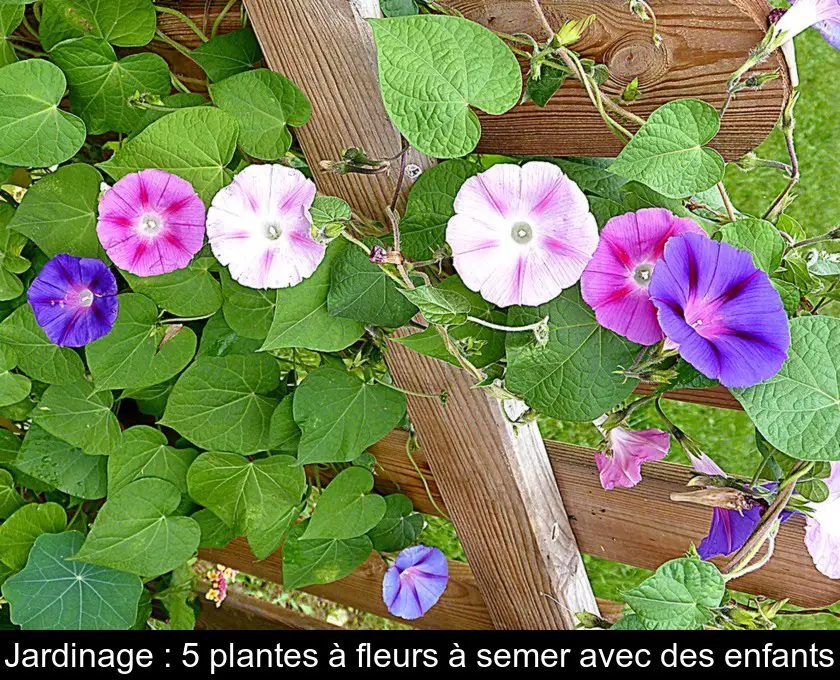 Jardinage : 5 plantes à fleurs à semer avec des enfants