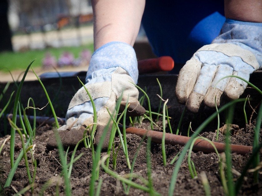 Jardinage : 6 astuces pour jardiner pas cher Jardinage : 6 astuces pour jardiner pas cher