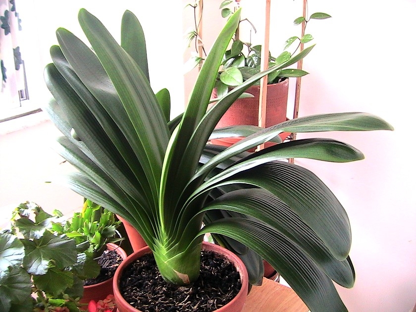 Jardinage : 8 erreurs à éviter avec les plantes d'intérieur Jardinage : 8 erreurs à éviter avec les plantes d'intérieur