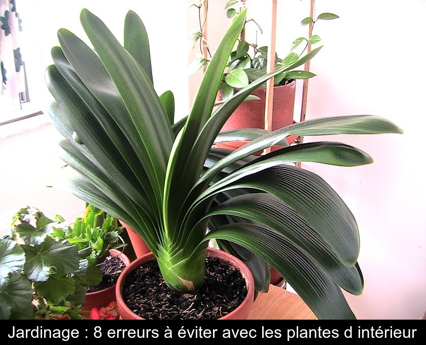 Jardinage : 8 erreurs à éviter avec les plantes d'intérieur Jardinage : 8 erreurs à éviter avec les plantes d'intérieur