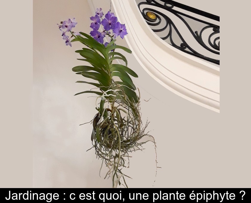 Jardinage : c'est quoi, une plante épiphyte ?