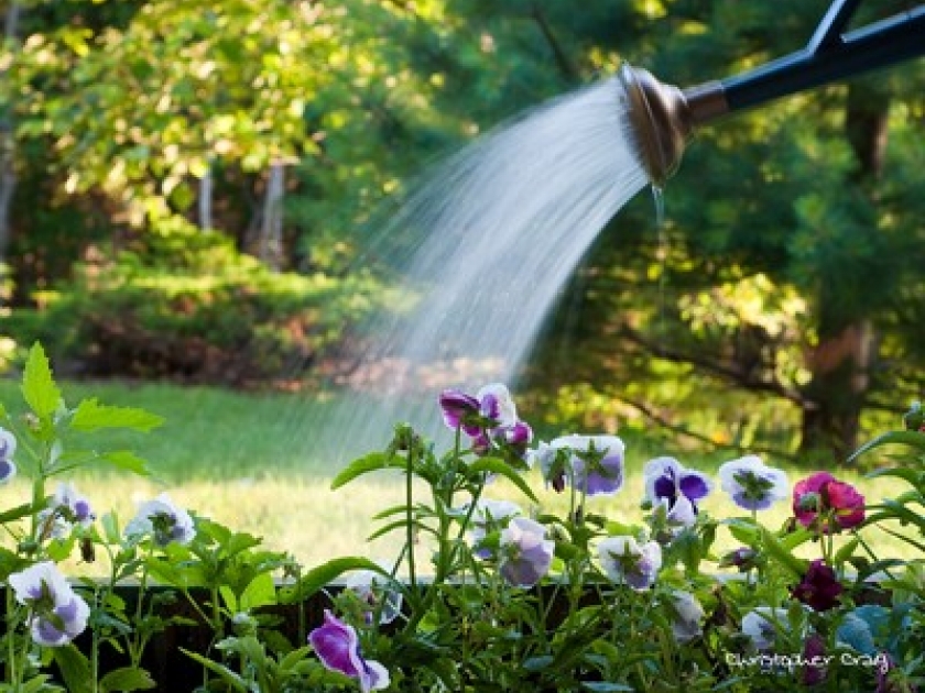 Jardinage : le vocabulaire du jardin pour débutants Jardinage : le vocabulaire du jardin pour débutants