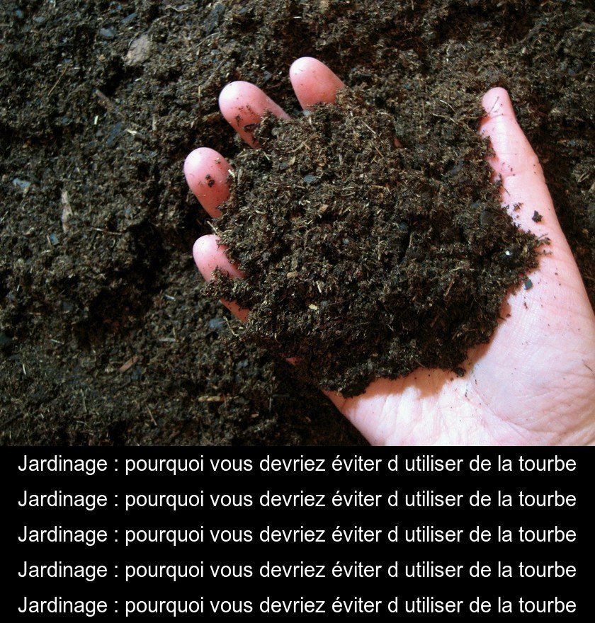 Jardinage : pourquoi vous devriez éviter d'utiliser de la tourbe Jardinage : pourquoi vous devriez éviter d'utiliser de la tourbe