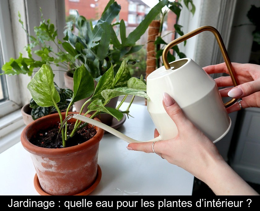 Jardinage : quelle eau pour les plantes d’intérieur ? Jardinage : quelle eau pour les plantes d’intérieur ?