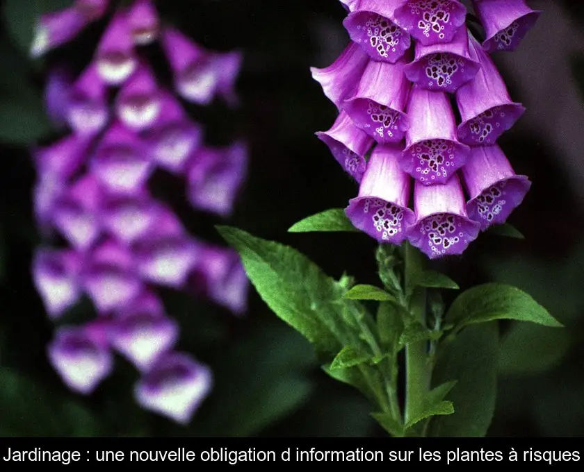 Jardinage : une nouvelle obligation d'information sur les plantes à risques