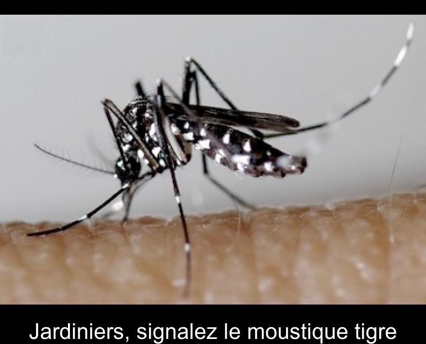 Jardiniers, signalez le moustique tigre Jardiniers, signalez le moustique tigre