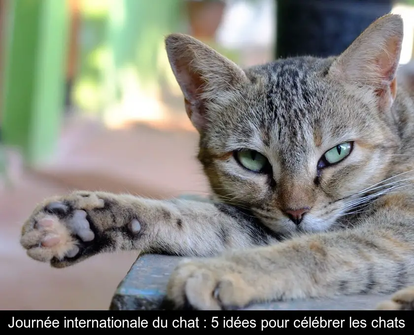 Journée internationale du chat : 5 idées pour célébrer les chats
