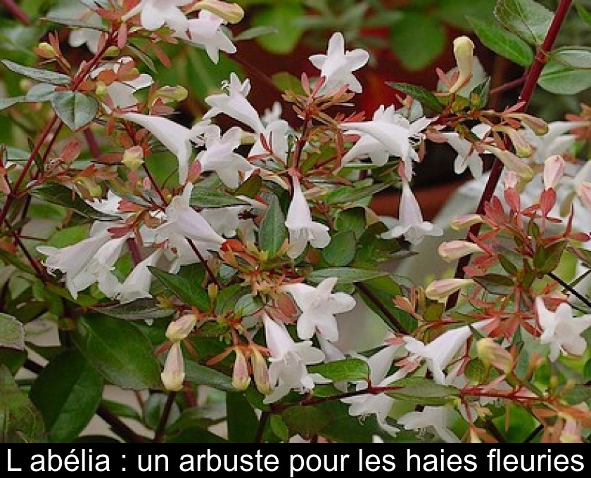L'abélia : un arbuste pour les haies fleuries L'abélia : un arbuste pour les haies fleuries
