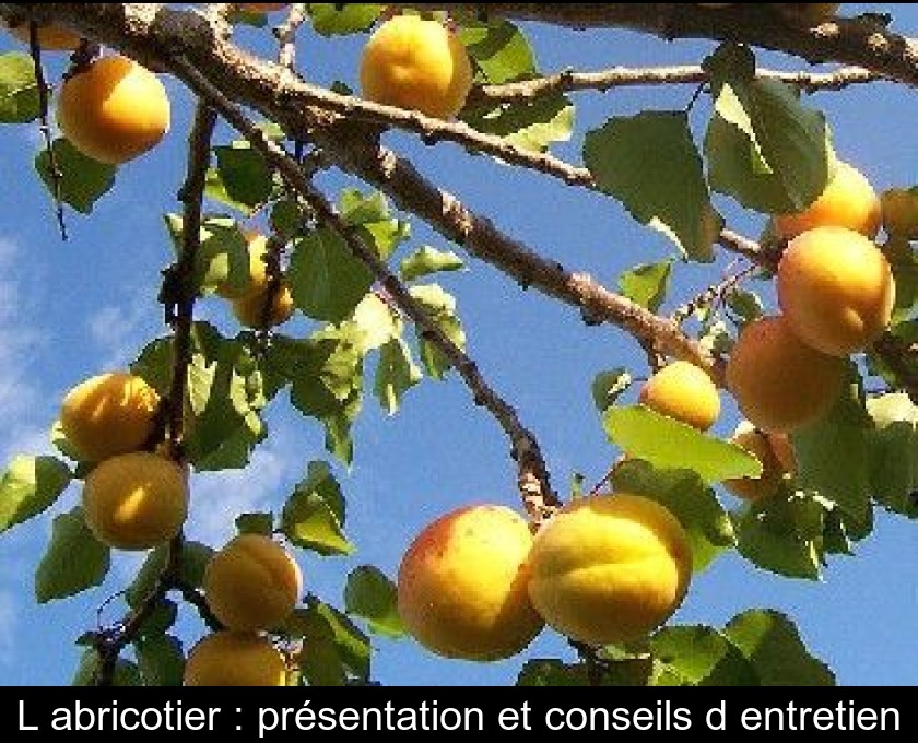 L'abricotier : présentation et conseils d'entretien L'abricotier : présentation et conseils d'entretien