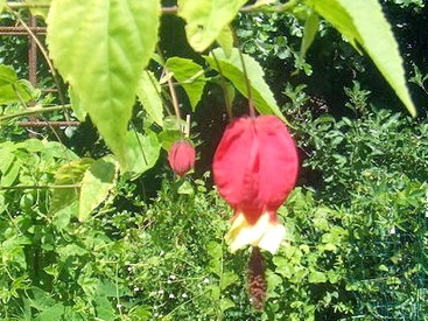 L'Abutilon megapotamicum ou lanterne chinoise : une fleur originale L'Abutilon megapotamicum ou lanterne chinoise : une fleur originale