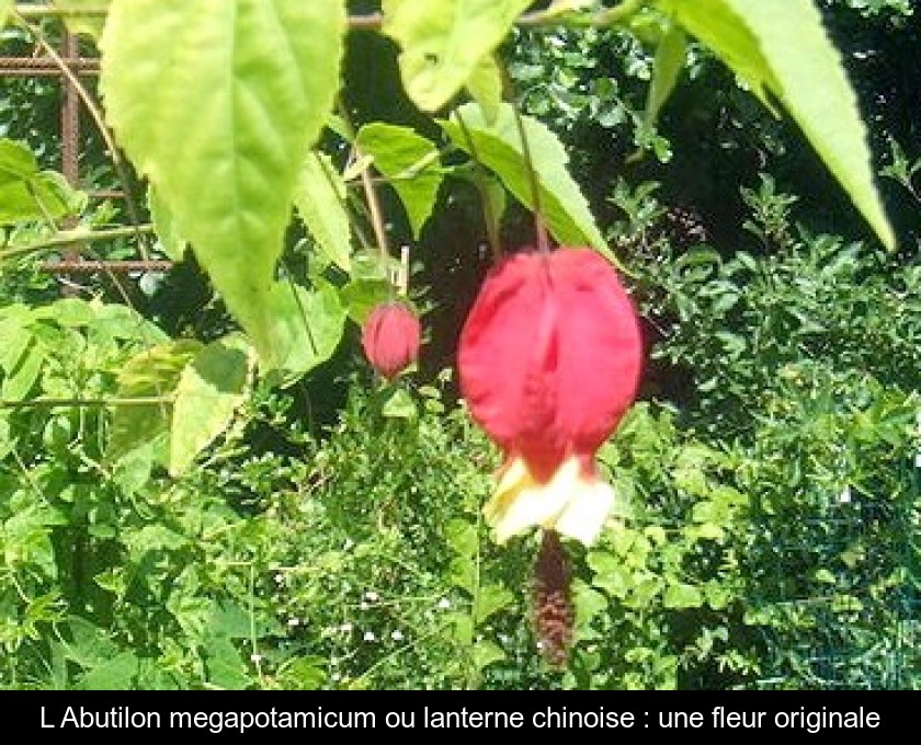 L'Abutilon megapotamicum ou lanterne chinoise : une fleur originale