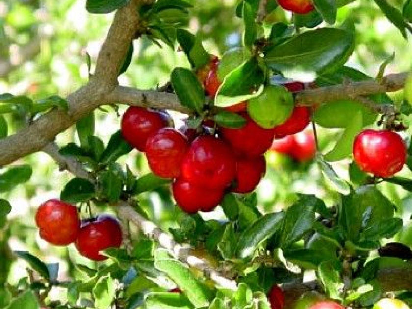 L'acérola : une source naturelle de vitamine C L'acérola : une source naturelle de vitamine C