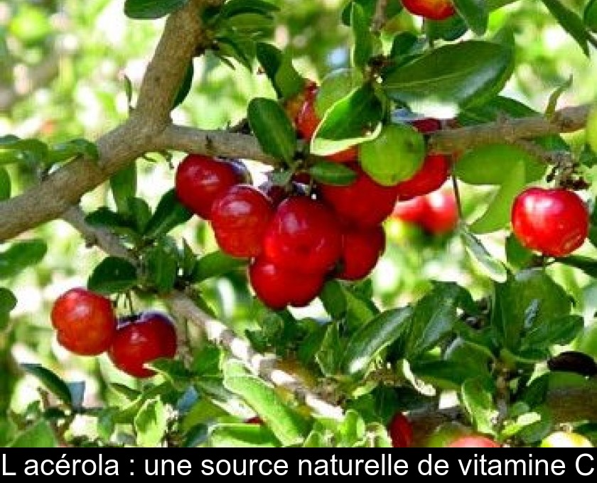 L'acérola : une source naturelle de vitamine C L'acérola : une source naturelle de vitamine C