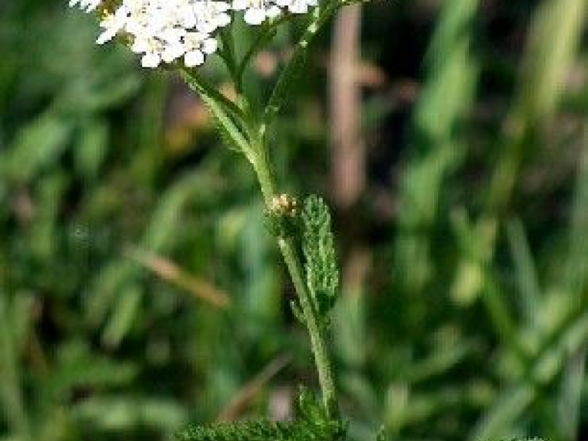 L'achillée millefeuille : propriétés et utilisations L'achillée millefeuille : propriétés et utilisations