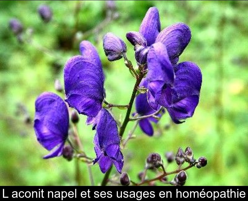 L'aconit napel et ses usages en homéopathie L'aconit napel et ses usages en homéopathie
