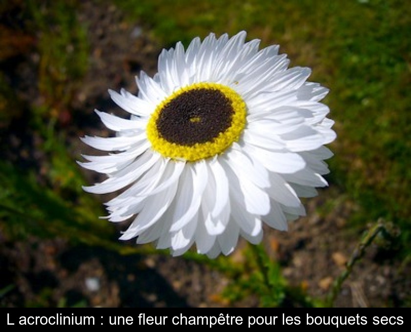 L'acroclinium : une fleur champêtre pour les bouquets secs L'acroclinium : une fleur champêtre pour les bouquets secs
