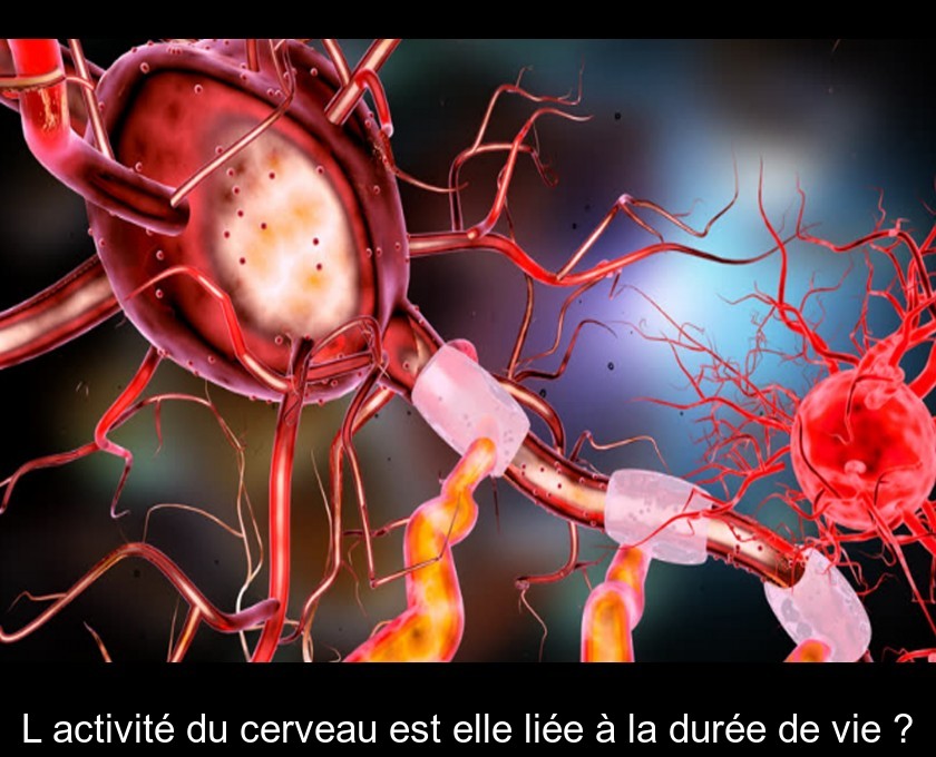 L'activité du cerveau est elle liée à la durée de vie ? L'activité du cerveau est elle liée à la durée de vie ?