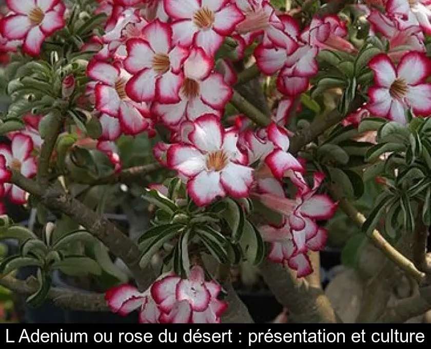 L'Adenium ou rose du désert : présentation et culture