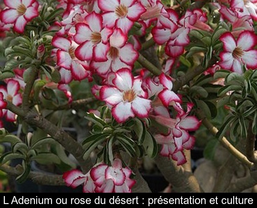 L'Adenium ou rose du désert : présentation et culture L'Adenium ou rose du désert : présentation et culture