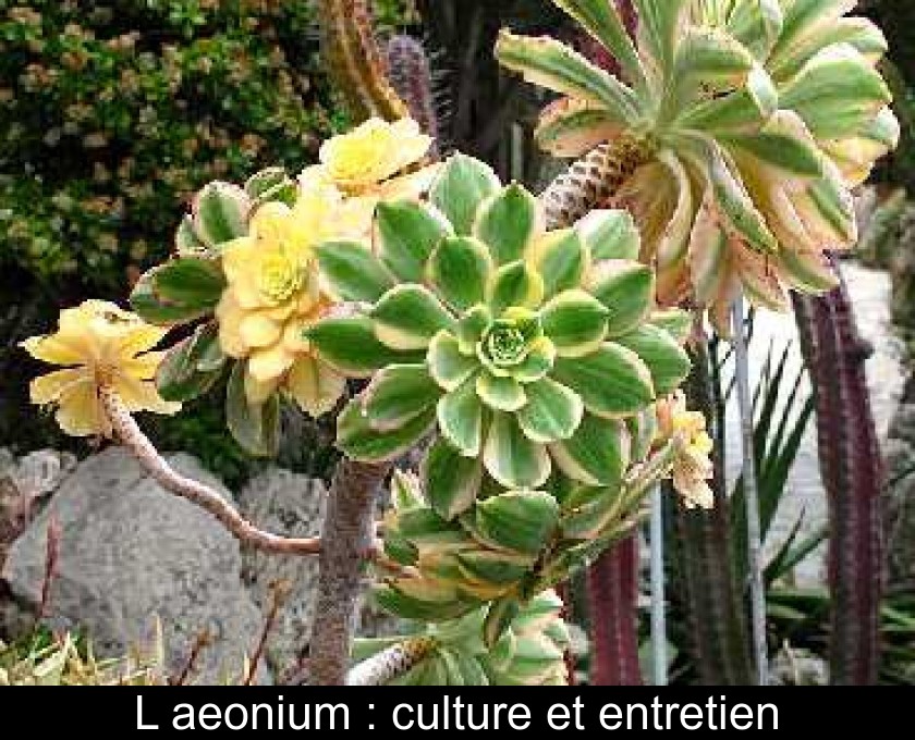 L'aeonium : culture et entretien L'aeonium : culture et entretien
