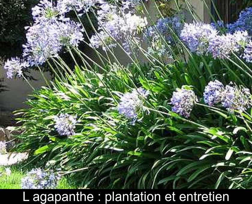 L'agapanthe : plantation et entretien